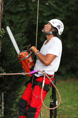 Foto: Baum Doktor Baum Doktor