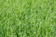 Green grass