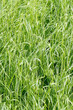 Green grass