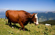 Vache abondance en alpage (Smenoz) Vache abondance en alpage (Smenoz)