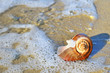 shell on sand shell on sand