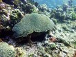 Flore sous marine