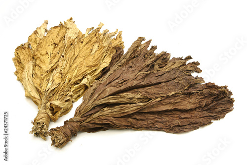 Photo: tobacco leaves tobacco leaves