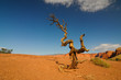 old tree