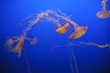 Jelly