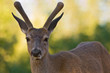 Mule Deer Stag in Velvet