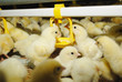 Big poultry rearing farm, chicken drinking Big poultry rearing farm, chicken drinking