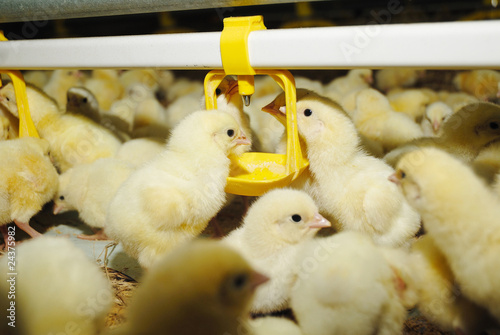 Photo: Big poultry rearing farm, chicken drinking Big poultry rearing farm, chicken drinking