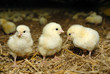 Big poultry rearing farm, three heroes Big poultry rearing farm, three heroes