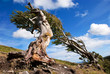 Naked Roots on a Very Old Beech Tree Against Blue Sky