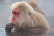 Foto: Macaque in Japan 4 Macaque in Japan 4