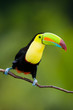 Keel Billed Toucan, from Central America. Keel Billed Toucan, from Central America.