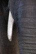 Foto: Elfenbein Elfenbein