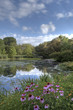 Summer in Central Park by the pond with flowers Summer in Central Park by the pond with flowers