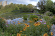 Summer in Central Park by the pond with flowers Summer in Central Park by the pond with flowers