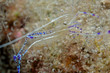 Pedersons Cleaning Shrimp-Periclimenes pedersoni