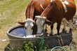 Vaches à l'abreuvoir