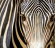 Photo: Zebra portrait Zebra portrait