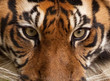 Tiger Portrait