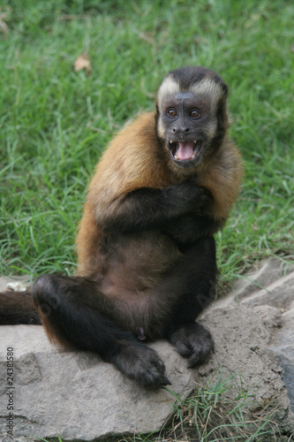 Foto: scared monkey scared monkey
