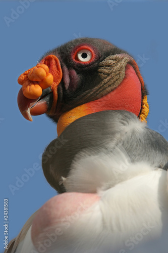 Foto: King vulture, Sarcoramphus papa King vulture, Sarcoramphus papa