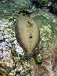 Poisson Turbot