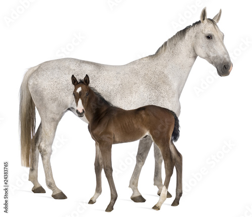 Photo: Mare and her foal, 14 years old and 20 days old, standing Mare and her foal, 14 years old and 20 days old, standing