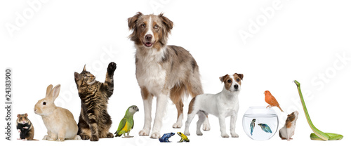 Photo: Group of pets together in front of white background Group of pets together in front of white background