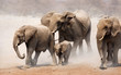 Elephant herd Elephant herd