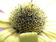 Blume2