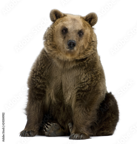 Photo: Brown Bear, 8 years old, sitting in front of white background Brown Bear, 8 years old, sitting in front of white background