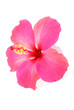 Kamla`s hibiscus of bliss
