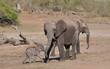 Mother and baby elephant