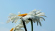 drops of dew on the petals of camomile