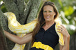 Young woman plays with an albino burmese python