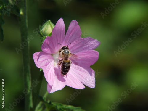 Photo: Wilde Malve mit Biene Wilde Malve mit Biene