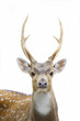 deer at white