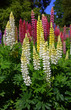 Lupins in a garden