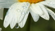 Spring morning - dew on chamomile flower