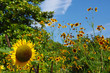 Tournesol
