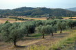 Olivi delle campagne Umbre