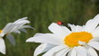 Ladybird on chamomile flower