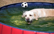 Hundstage