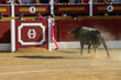 Toro