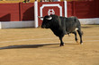 Toro