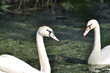 cigno
