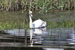 cigno