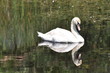 cigno