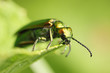 cantharis