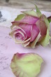 Rose auf altem Brief